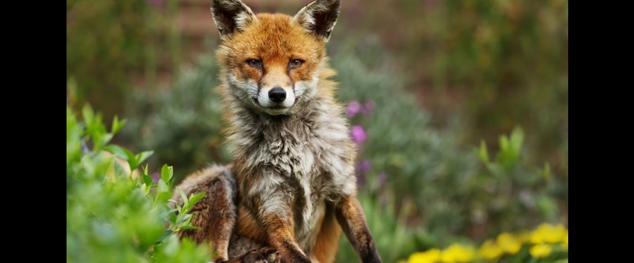 How to Keep Foxes Out of Your Garden: Effective Tips and Strategies