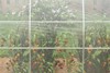 Lushmere Greenhouse