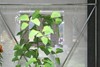 Ecolume Greenhouse